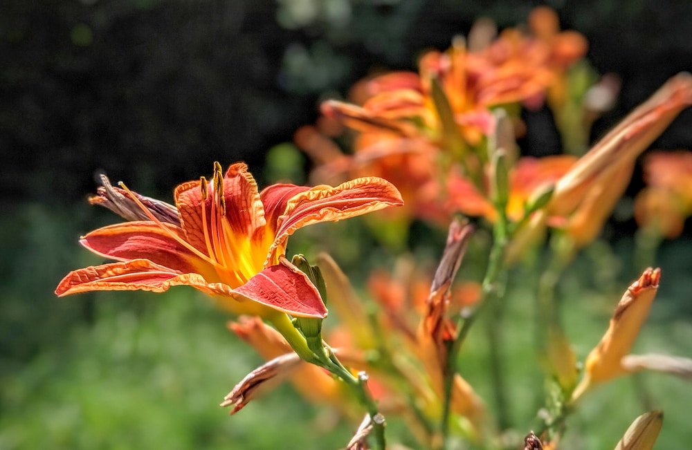 Stekken van een clematis