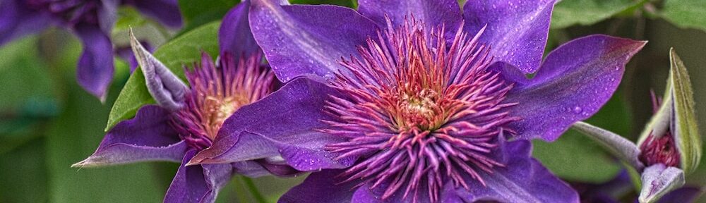 Clematis stekken